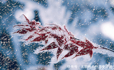 bbcd302dfdff84a7a6746bf73610cf1d_t01bc26eb8d2b606b8c.gif
