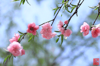 aade95f82620b623b1230182f246072a_t01d9753a45f30860eb.gif