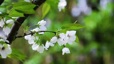 acd412438276b86b282d6c4e13a1115a_t0123a5f77d385f8f9b.gif
