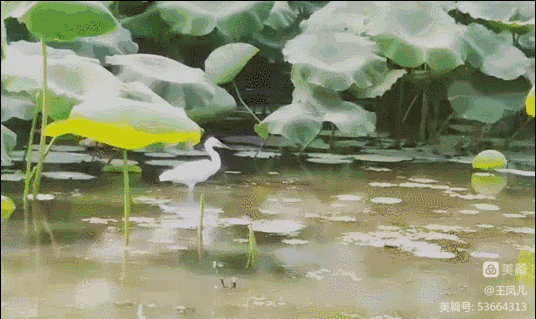 长青诗词白银分社